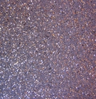 Жидкие Обои